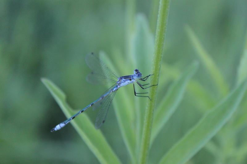Photo of Lyre-tipped Spreadwing