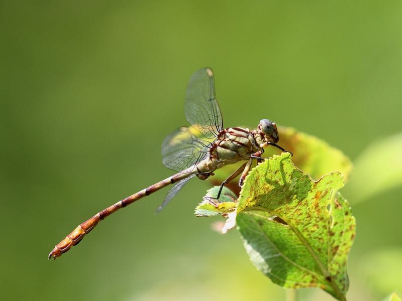 Photo of Russet-tipped Clubtail