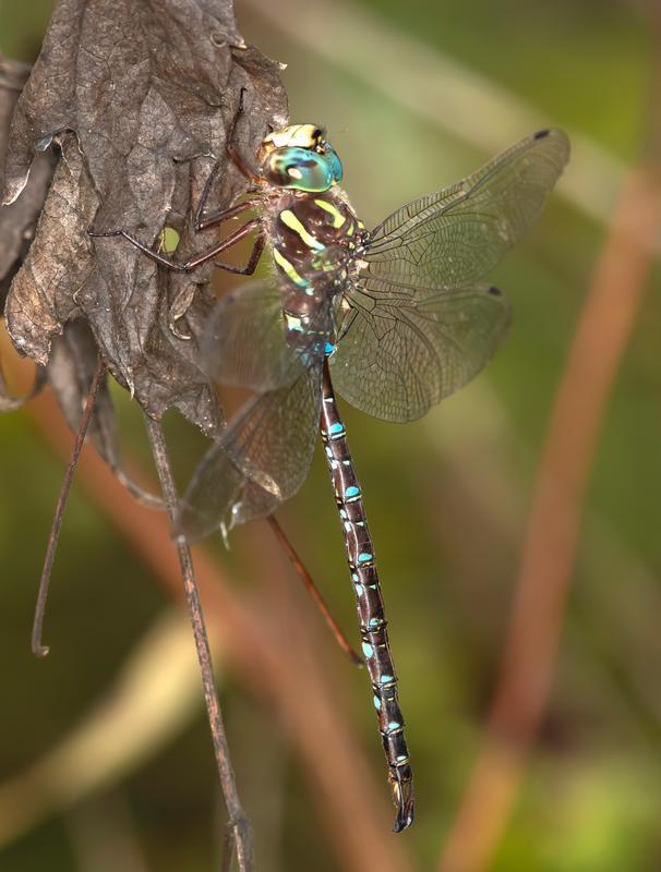 Photo of Shadow Darner