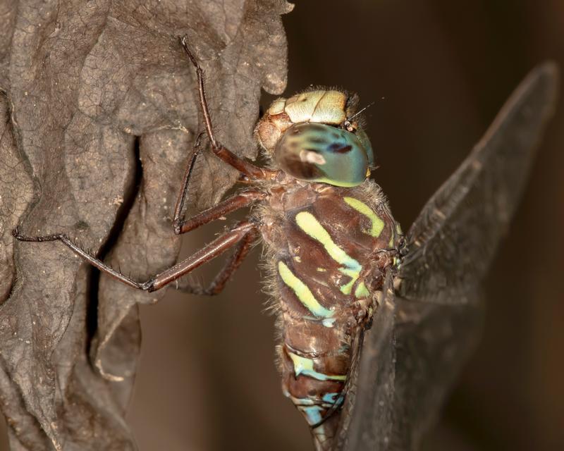 Photo of Shadow Darner