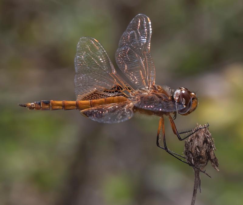 Photo of Red Saddlebags