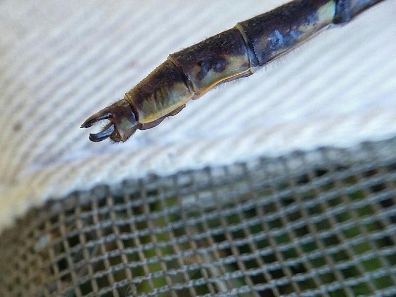 Photo of Ashy Clubtail