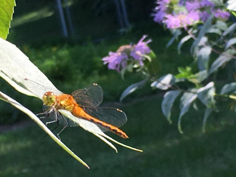 Photo of White-faced Meadowhawk
