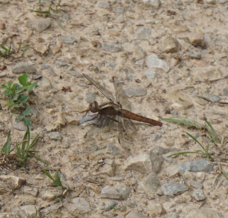 Photo of Chalk-fronted Corporal