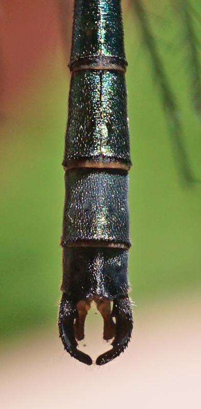 Photo of Emerald Spreadwing