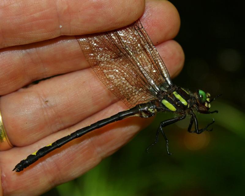 Photo of Arrowhead Spiketail