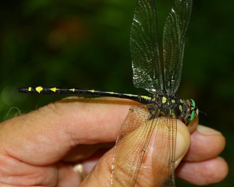 Photo of Arrowhead Spiketail