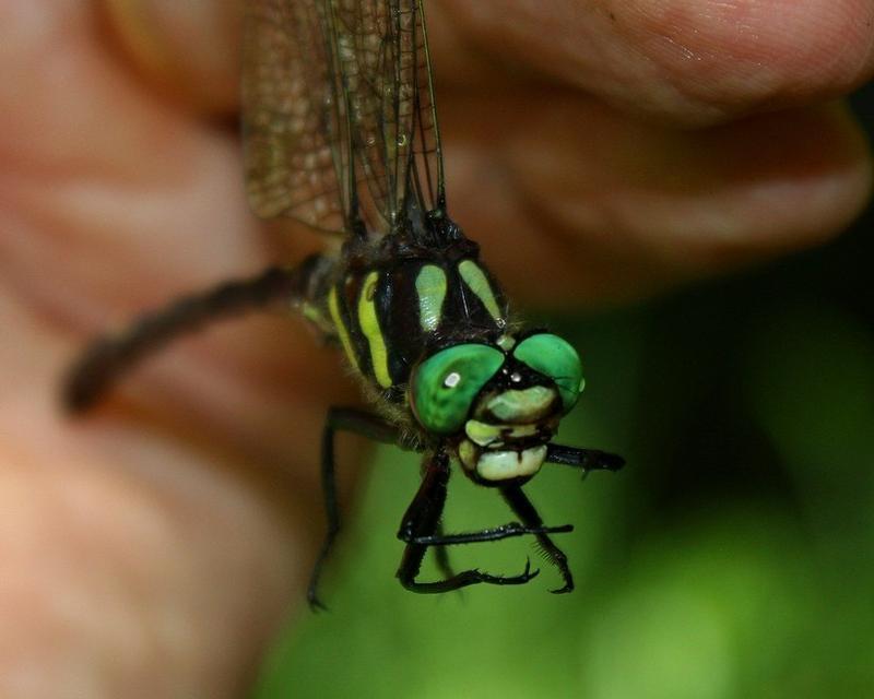 Photo of Arrowhead Spiketail