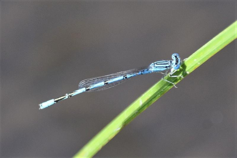 Photo of Double-striped Bluet