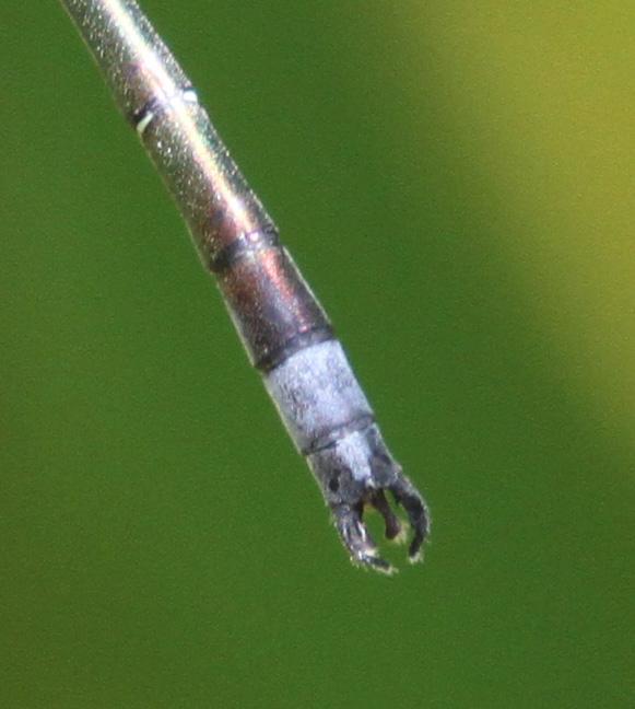 Photo of Emerald Spreadwing
