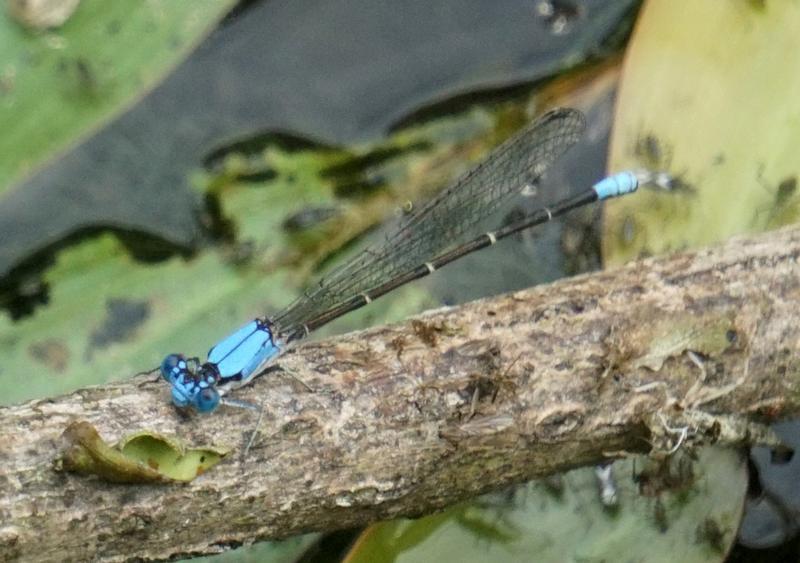 Photo of Blue-fronted Dancer