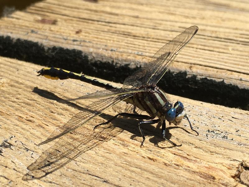 Photo of Pronghorn Clubtail