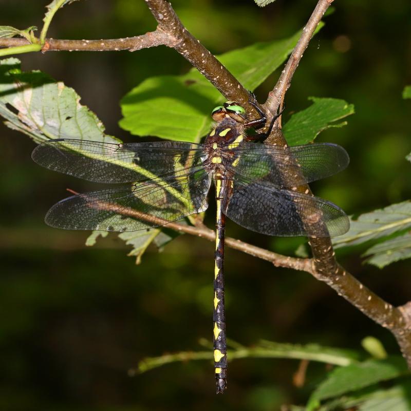 Photo of Arrowhead Spiketail