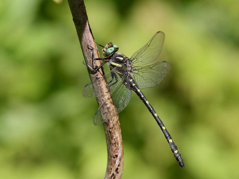 Photo of Twin-spotted Spiketail