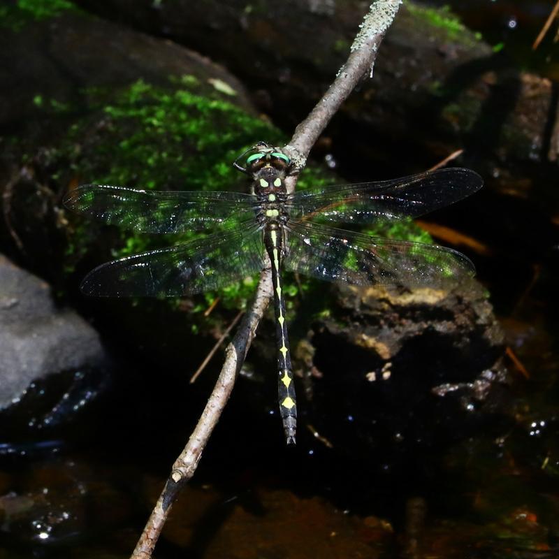 Photo of Arrowhead Spiketail