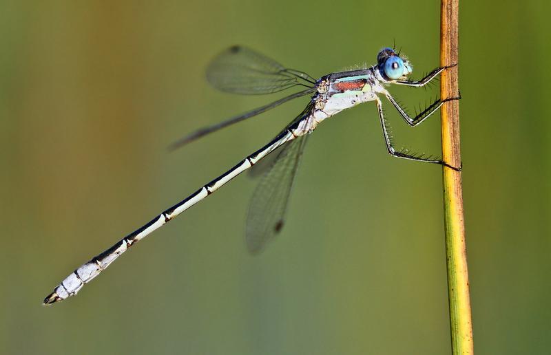 Photo of Lyre-tipped Spreadwing