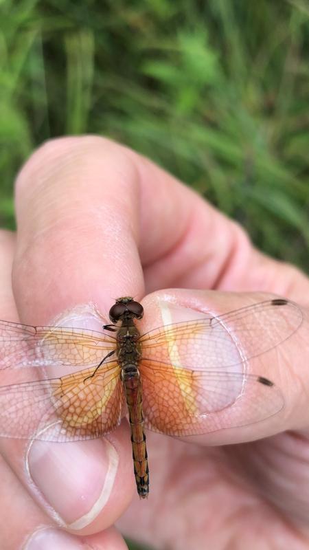 Photo of Band-winged Meadowhawk