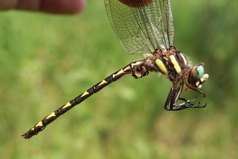 Photo of Delta-spotted Spiketail