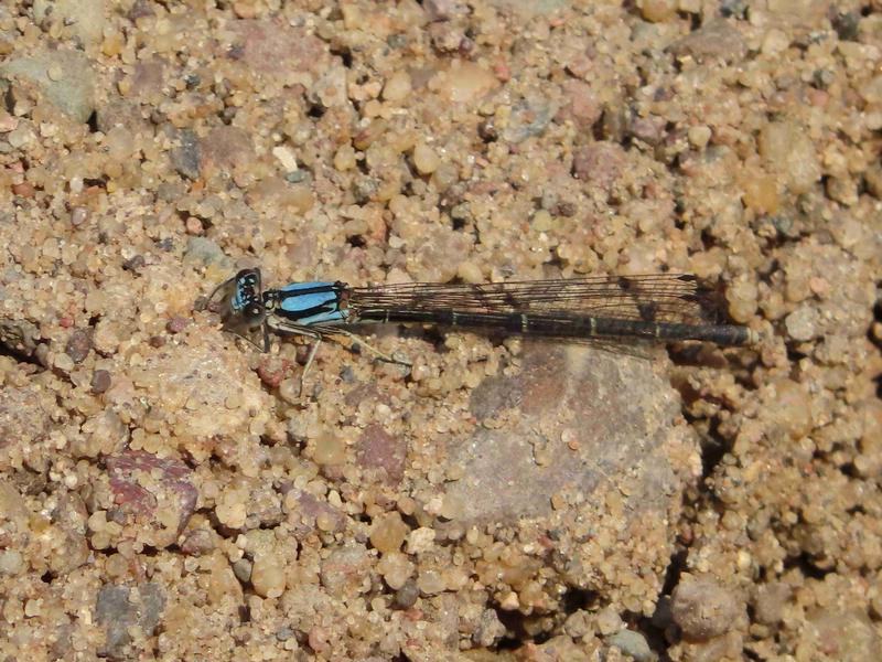 Photo of Blue-tipped Dancer