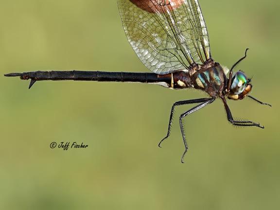 Photo of Clamp-tipped Emerald