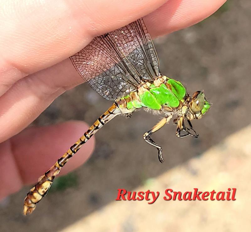 Photo of Rusty Snaketail