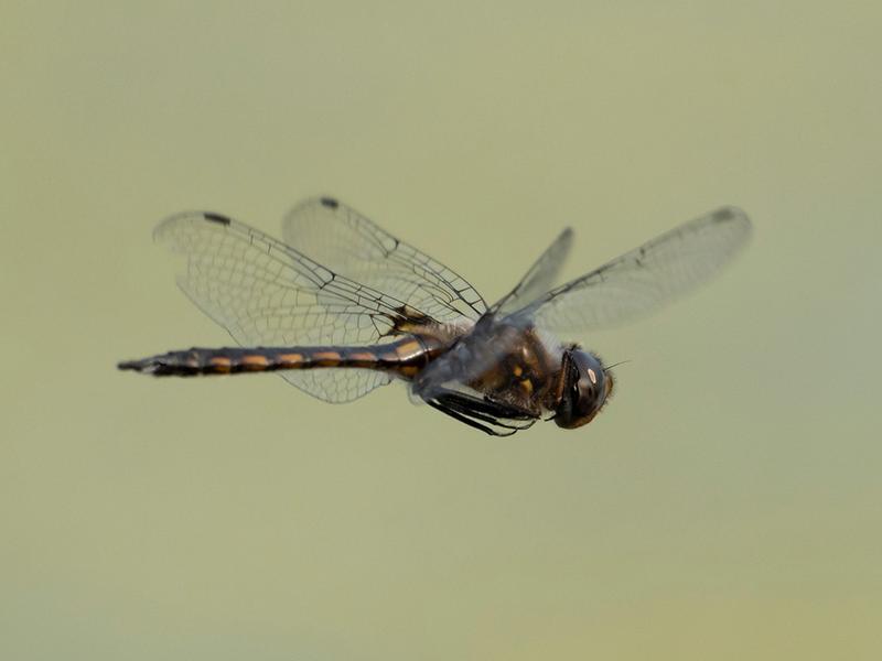 Photo of Common Baskettail
