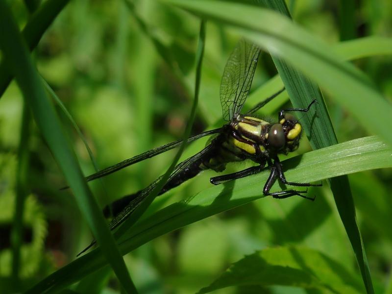 Photo of Mustached Clubtail