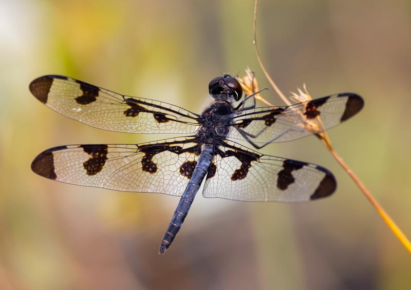 Photo of Banded Pennant