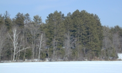 photo of Merlin habitat