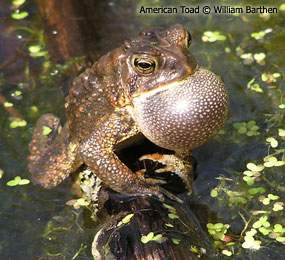 image of Eastern American Toad