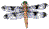 The Odonata Survey