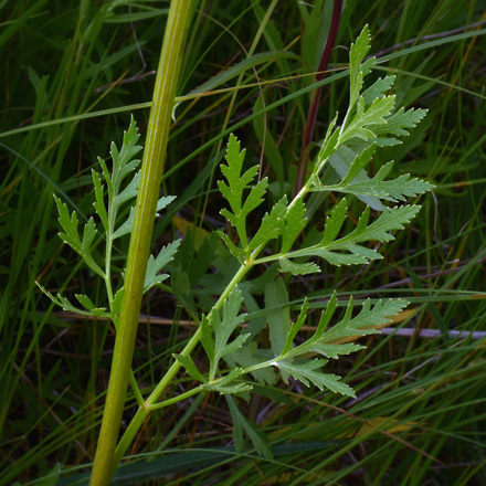 Image of prairie parsley leaves