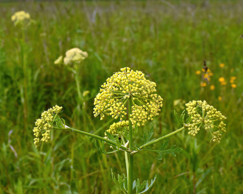Image of prairie parsley flowers