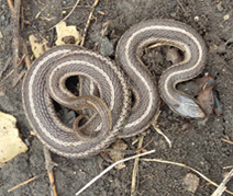 image of a Lined Snake