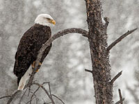 Photo of bald eagle in snow