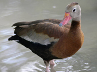 Photo of black-bellied whistling duck