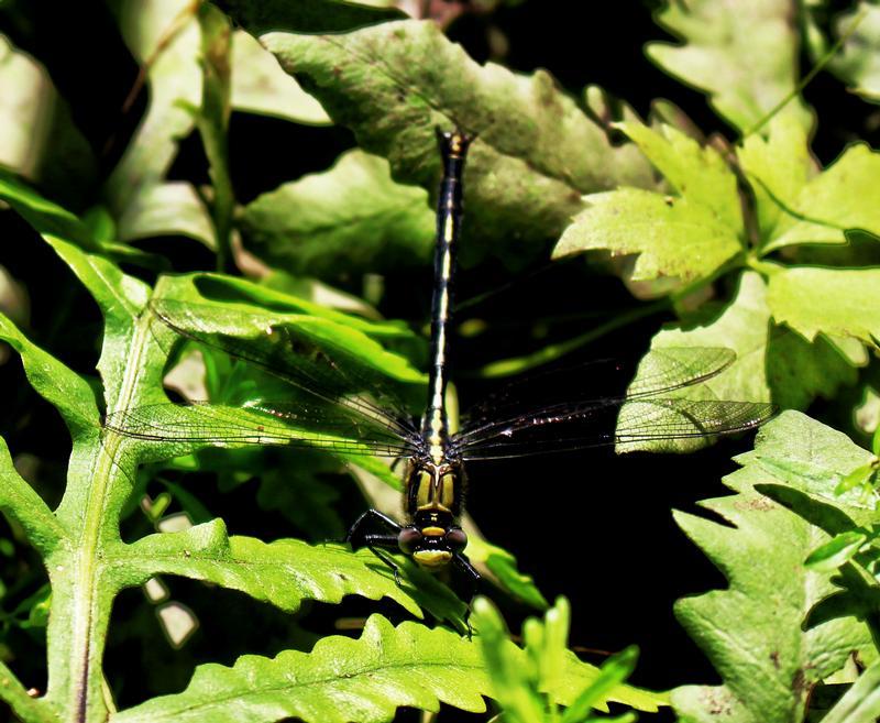 Photo of Horned Clubtail