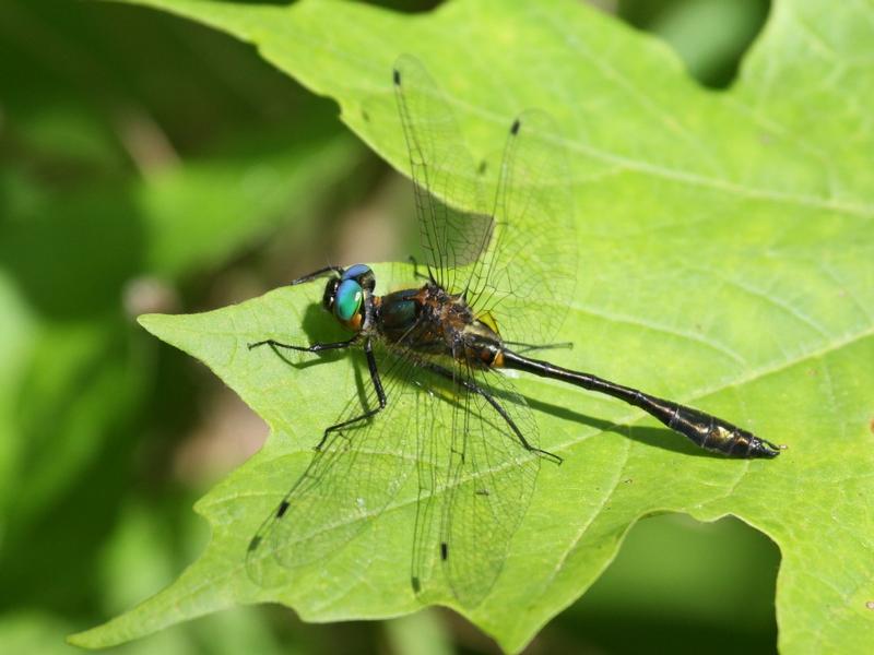 Photo of Racket-tailed Emerald