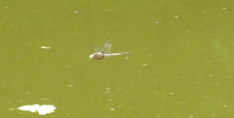 Photo of Prince Baskettail