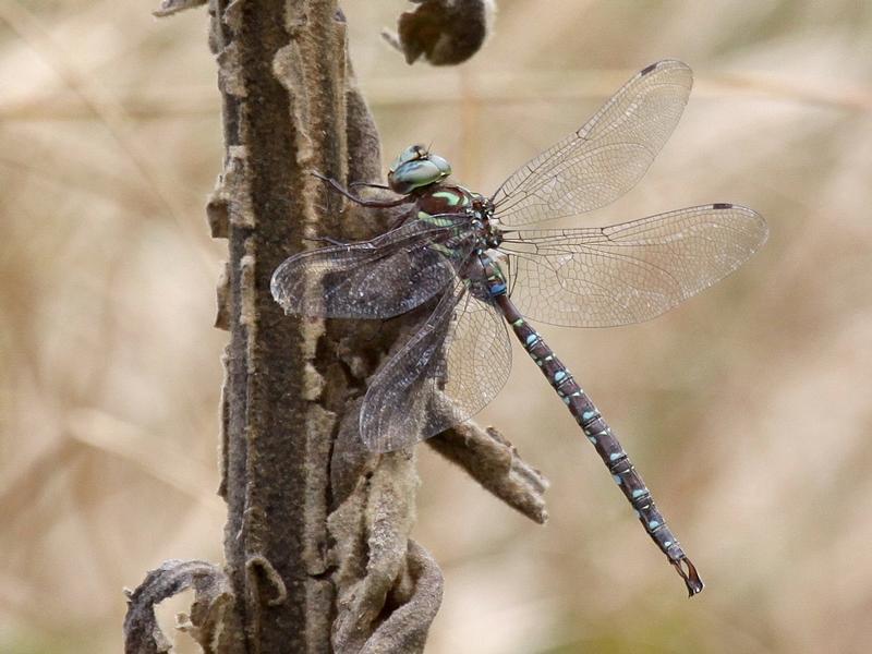 Photo of Shadow Darner