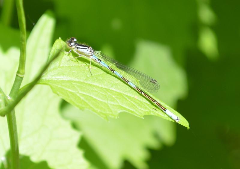 Photo of Taiga Bluet