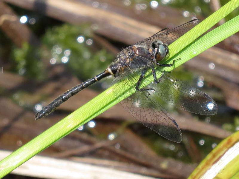 Photo of Ebony Boghaunter