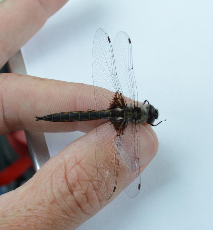 Photo of Common Baskettail