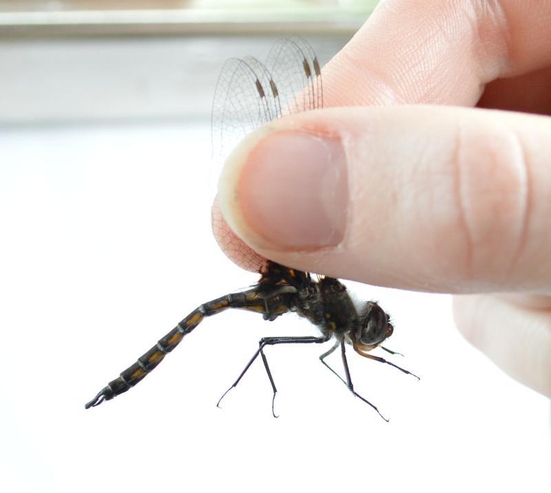 Photo of Common Baskettail