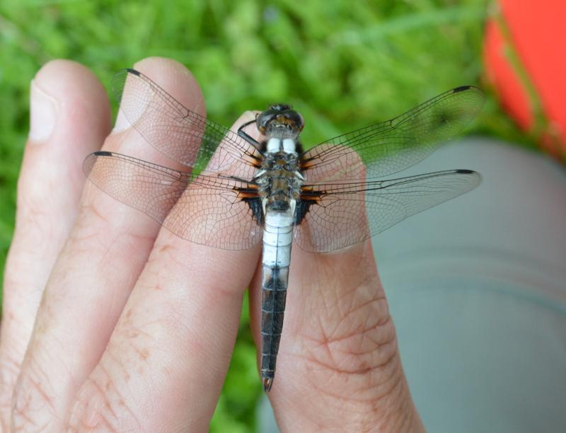 Photo of Chalk-fronted Corporal