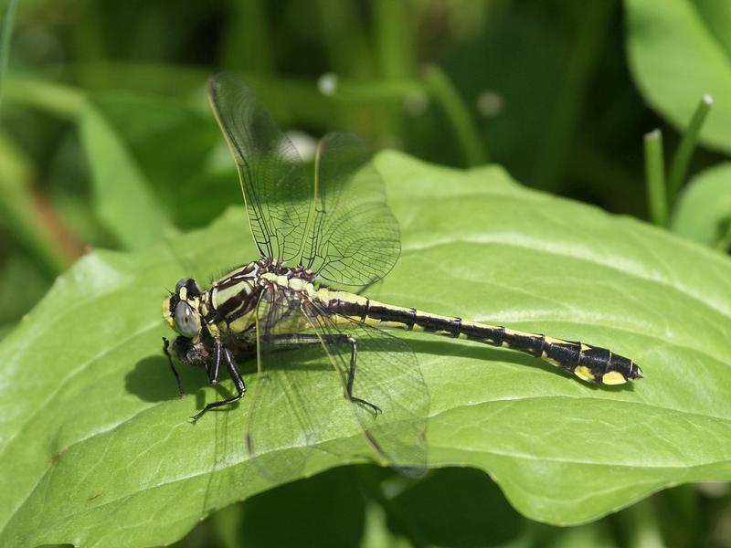 Photo of Midland Clubtail