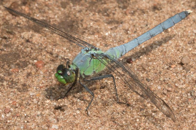 Photo of Eastern Pondhawk