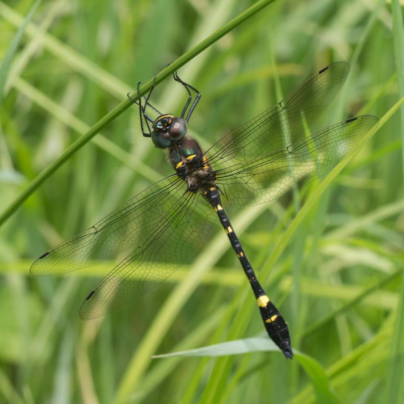 Photo of Swift River Cruiser (Illinois River Cruiser ssp.)