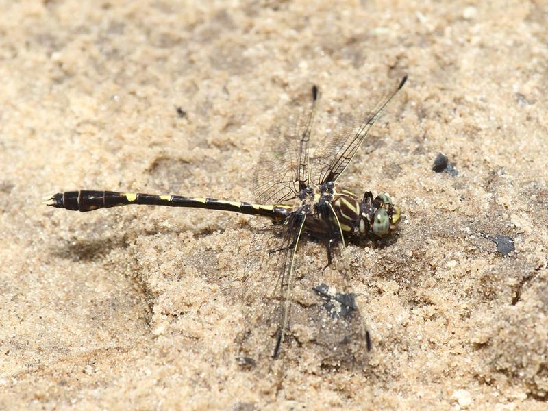 Photo of Common Sanddragon