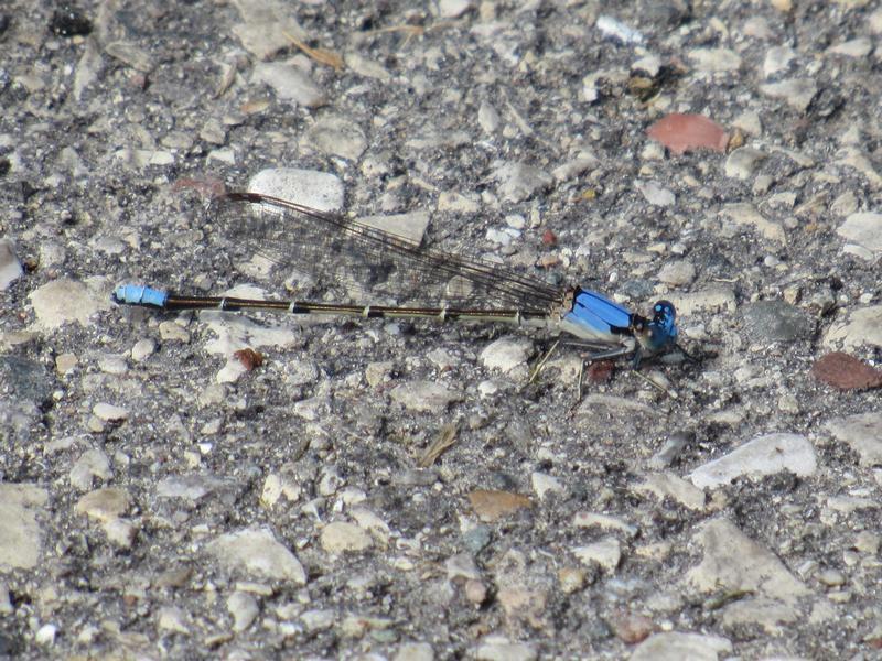 Photo of Blue-fronted Dancer